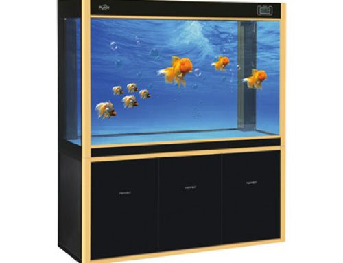 Arowana large glass fish tank aquarium