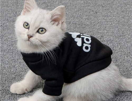 Cat suit pet e collar alternative cotton cat clothes