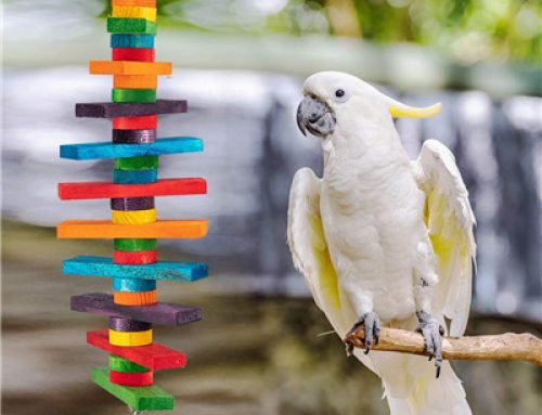 Wholesale design wooden parrot bird toys