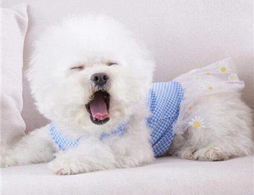 Dog summer dress thin princess skirt pet t-shirt