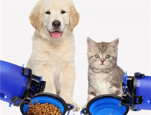 Portable personalized collapsable water bowls