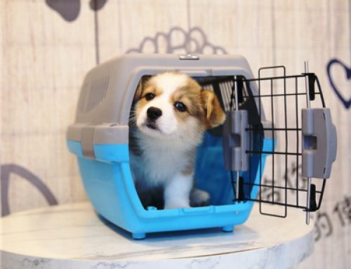 Wholesale pet carrier luxury  pet carrier box